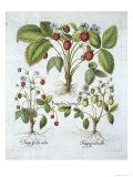 Three Varieties of Strawberry  Plate 116  from Hortus Eystettensis by Basil Besler