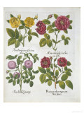 Roses  Plate 96 from Hortus Eystettensis by Basil Besler