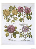 Roses  Plate 95 from Hortus Eystettensis by Basil Besler