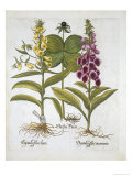 Herb Paris