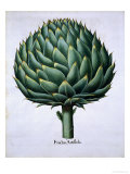 Artichoke from Hortus Eystettensis by Basil Besler