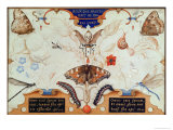 Diptych with Flowers and Insects  1591