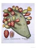 Folium Opuntia from Hortus Eystettensis by Basil Besler