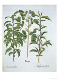 Title: Pistachio Nut  Bay Tree