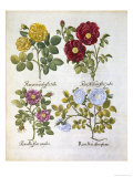 Roses  Plate 96 from Hortus Eystettensis by Basil Besler