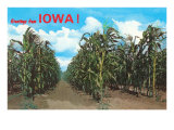 Greetings from Iowa  Corn Field