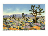 Joshua Trees in Desert  California