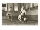 Lipizzaner  Vienna  Austria