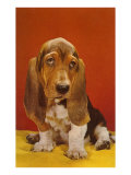 Bassett Hound
