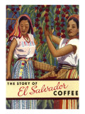 El Salvador Coffee  Pickers
