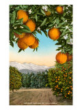 Orange Grove with Mountains in Background