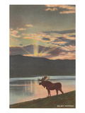 Elk at Sunset  Big Sky  Montana