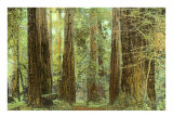 Redwoods  Muir Woods  California