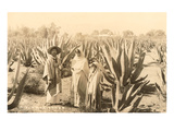 Natives on Maguey Plantation  Mexico