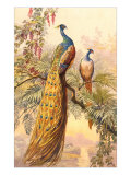 Peacock and Peahen  Illustration