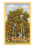 Picking Oranges in Florida