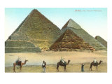 Giza Pyramids  Camels  Egypt