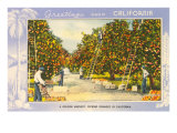 Greetings from California  Orange Grove