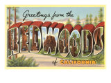 Greetings from Redwoods  California
