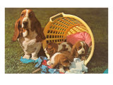 Bassett Hound Family in Laundry Basket