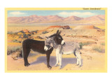 Desert Sweethearts  Nuzzling Burros