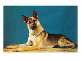 German Shepard  Retro