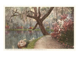 Magnolia on the Ashley  Charleston  South Carolina