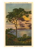 A Torrey Pine  San Diego  California