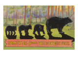 Greetings from Yellowstone National Park  Bears