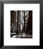 Redwoods  Founders Grove