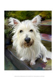 Little Westie