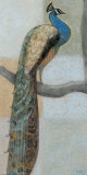 Resting Peacock I