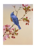 Blue Bird on Cherry Blossom Branch
