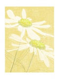 Daisies in Gold
