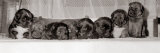 A Group of of Eight 18 Month Old Black Labrador Puppies  December 1968