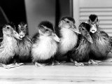 Six Ducklings Who were Abandoned by Their Mother  Being Given Swimming Lessons  July 1977