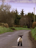 A Spring Lamb Walks in the Scenic Glens of Antrim in Cushendall  Northern Ireland