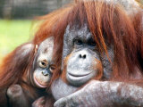 A Baby Orangutan Cuddles up Close to Her Mother at London Zoo  August 1991