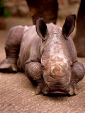 Otze the Rhinocerous Born at Edinburgh Zoo  June 1998