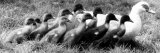 Esmerelda the Moscovy Duck Takes Her Brood of Ducklings for a Stroll  1982
