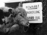 Fodder Thieves Patrolling Guard Bull  January 1975