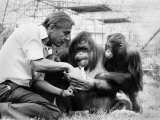 David Attenborough with Orang-Utang and Her Baby at London Zoo  April 1982