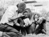 David Attenborough with Orang-Utang and Her Baby at London Zoo  April 1982