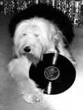 Entertainment Animal Dog February 1987 Dog Holding a Vinyl Record