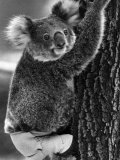 Lally the Koala with a Broken Leg Which She Receive During Trying to Escape a Bush Fire