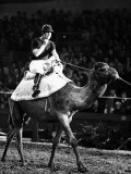 Prince of Wales Rides Camel at London Olympia in December 1979