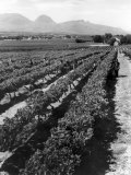 Workers Picking Grapes in Vineyard  Paarl  South Africa  June 1955