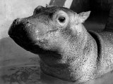 Esme  Two Month Old Hippopotamus  April 1973