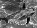 Dolphins  May 1964