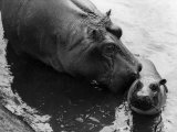 Wendy's Little Wanda: Wanda the Baby Hippo Shy When Making First Public Appearance on Tuesday
